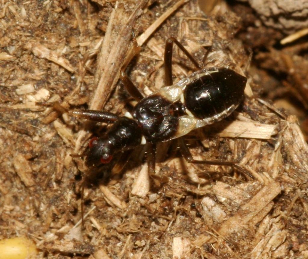 Determinabile?  S, ninfa di Himacerus mirmicoides (Nabidae)